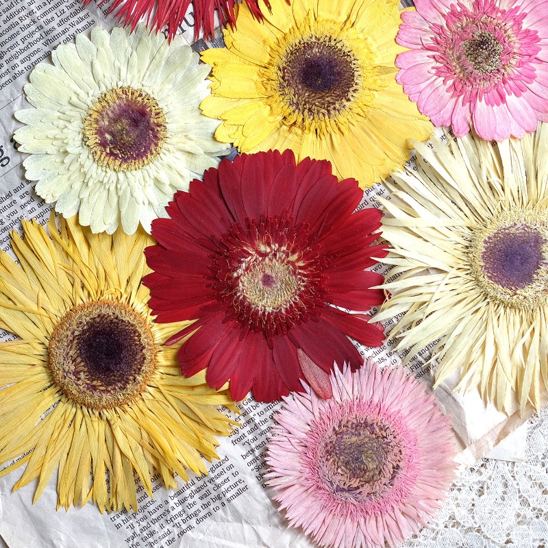 1pcs/7-9cm,Pressed Gerbera Dri - огляд і ціна Resin Craft Ideas